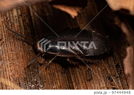 Giant Cockroach Nymph Giant Cockroach Nymph 97444948