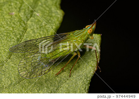Adult Dictyopharid Planthopper Insect 97444949