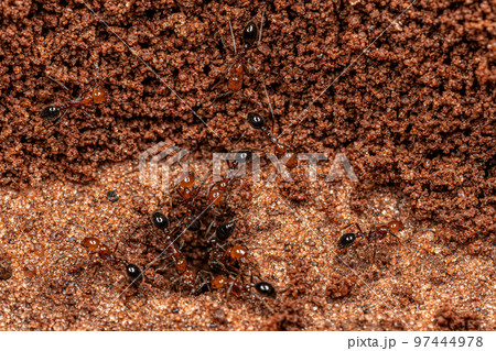 Adult Fire Ants 97444978