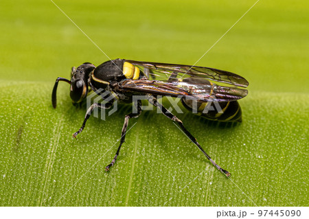 Adult Long-waisted Honey Wasp Adult Long-waisted Honey Wasp 97445090