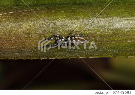 Jumping Spider Animal Jumping Spider Animal 97445092
