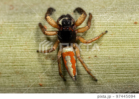 Jumping Spider Animal 97445094