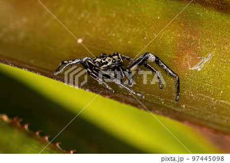 Jumping Spider Animal 97445098