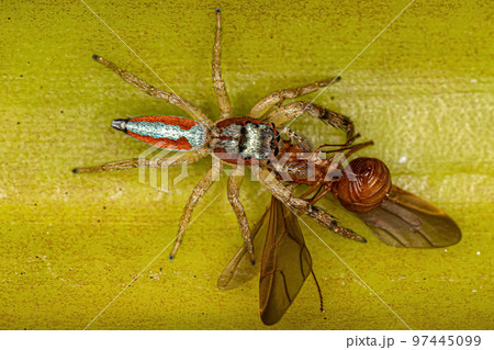 Jumping Spider Animal 97445099