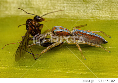 Jumping Spider Animal 97445102