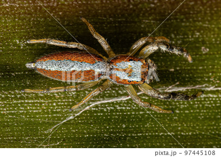 Jumping Spider Animal Jumping Spider Animal 97445108