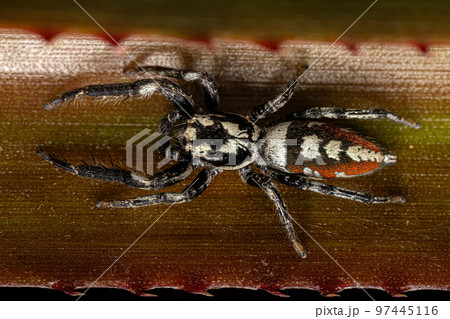Jumping Spider Animal 97445116