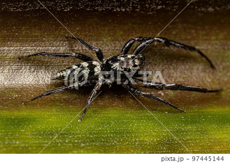 Jumping Spider Animal 97445144