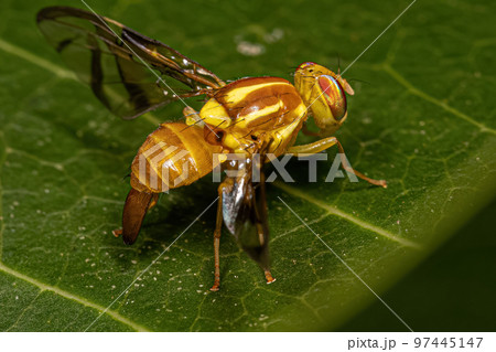 Adult Fruit Fly Adult Fruit Fly 97445147