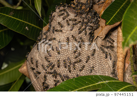 Nest of Long-waisted Honey Wasps 97445151