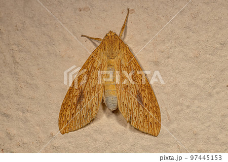 Adult Tiger Moth 97445153