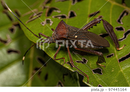 Adult Leaf-footed Bug Adult Leaf-footed Bug 97445164