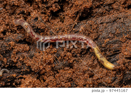 Small Earthworm Arthropod Small Earthworm Arthropod 97445167