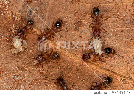 Adult Bicolored Pennant Ants with larvas 97445173