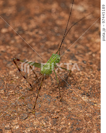 Leaf Katydid Nymph 97445189