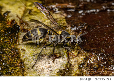 Adult Long-waisted Honey Wasp 97445193