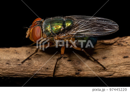 Adult Blow Fly 97445220