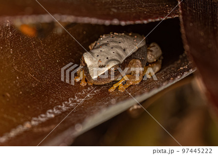 White Tree Frog 97445222