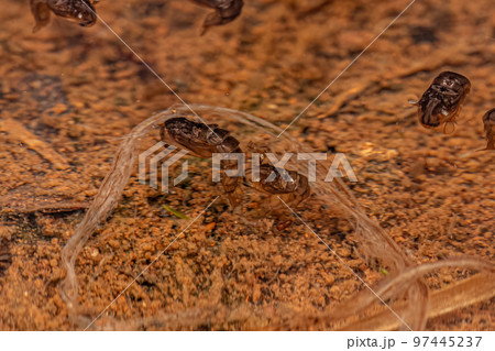 Culicine Mosquito Insect Larva Culicine Mosquito Insect Larva 97445237