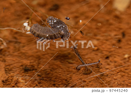 Culicine Mosquito Insect Eggs 97445240