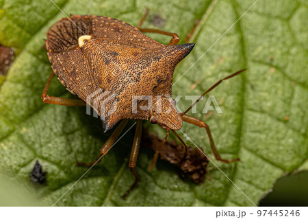 Adult Stink bug 97445246