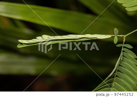 Small Sensitive Plant Small Sensitive Plant 97445252