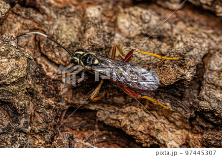 Adult Ichneumonid Wasp Adult Ichneumonid Wasp 97445307