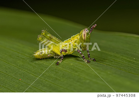 Short-horned Grasshopper Nymph Short-horned Grasshopper Nymph 97445308