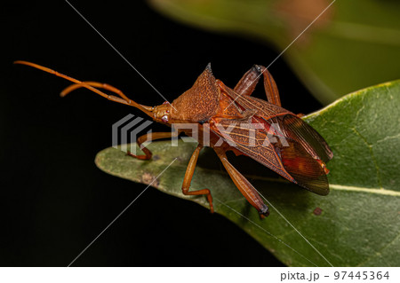 Adult Leaf-footed Bug 97445364