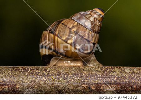 Common Land Snail Common Land Snail 97445372
