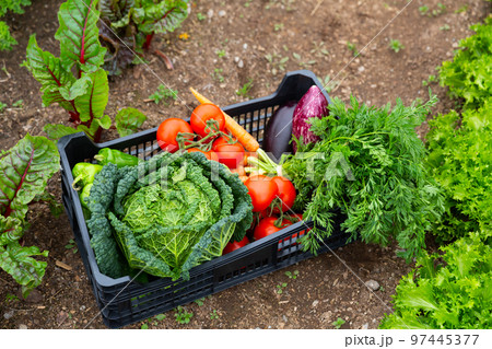 Plastic box of vegetables is on the ground Plastic box of vegetables is on the ground 97445377