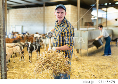 Hardworking young European man farmer raising hay on pitchfork, making straw preparations for the winter in goat barn Hardworking young European man farmer raising hay on pitchfork, making straw preparations for the winter in goat barn 97445479