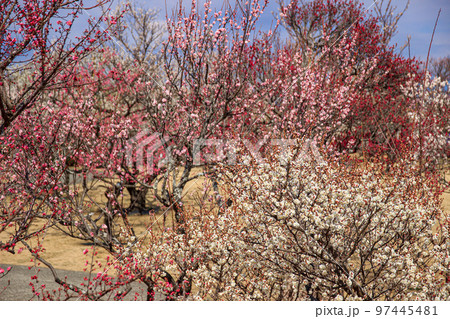早春の梅の風景 小田原市 早春の梅の風景 小田原市 97445481