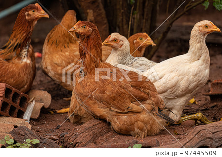 domestic animal chicken 97445509