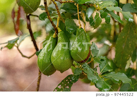 Avocado Fruit Tree Avocado Fruit Tree 97445522
