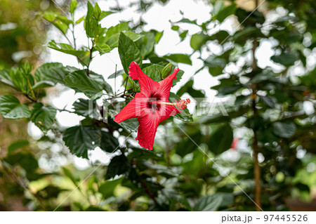 Red Hibiscuses Flower Red Hibiscuses Flower 97445526