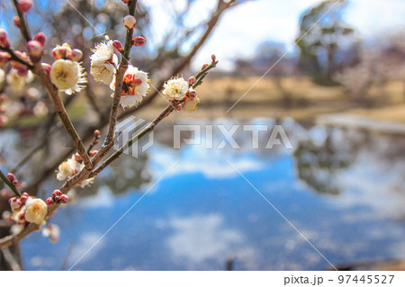 早春の梅の風景 小田原市 早春の梅の風景 小田原市 97445527