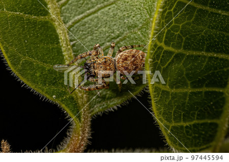 Small Jumping Spider Small Jumping Spider 97445594