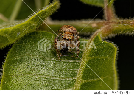 Small Jumping Spider Small Jumping Spider 97445595