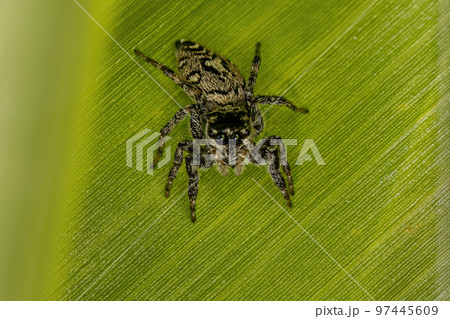 Small Jumping Spider Small Jumping Spider 97445609