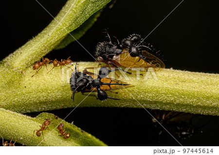 Adult Ant-mimicking Treehopper 97445614