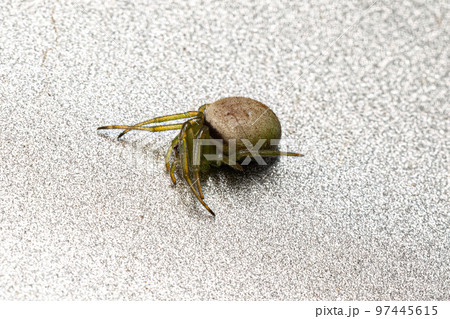 Small Orbweaver Spider 97445615