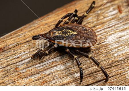 Female Adult Bont Tick 97445616