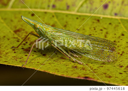 Adult Dictyopharid Planthopper Insect 97445618