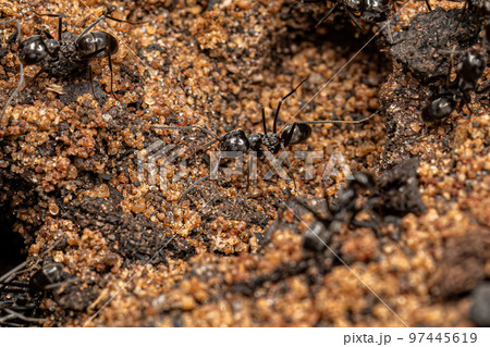 Adult Pyramid Ants 97445619