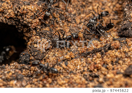 Adult Pyramid Ants Adult Pyramid Ants 97445622