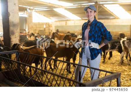 Farmer worker cleaning and feeding goats. Ecologically friendly farming Farmer worker cleaning and feeding goats. Ecologically friendly farming 97445650
