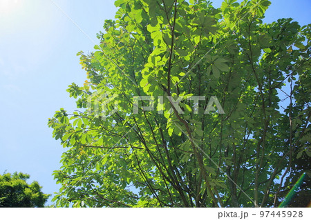 爽やか 朴ノ木の葉 爽やか 朴ノ木の葉 97445928