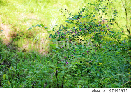 山萩の花 97445935