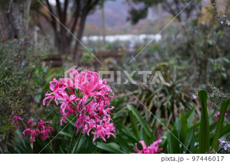 ネリネ 雨上がり 雨 花 野花 花壇 きれい 雨の風景 ピンク 冬の花  ダイヤモンドリリー 97446017